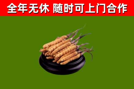 盱眙县烟酒回收冬虫夏草.jpg