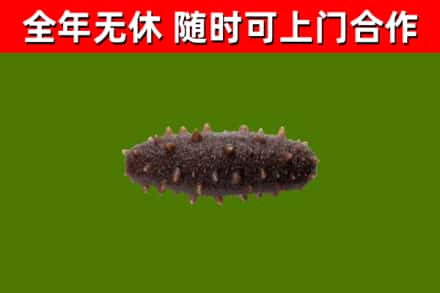 盱眙县烟酒回收干海参.jpg